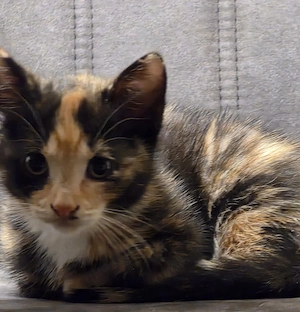 Kitten suchen schönes zu hause 