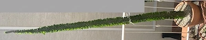 Alluaudia (Sukulente Kaktus Caudex) Höhe der bewurzelten Alt-Pflanze ca. 165 cm Bild 2
