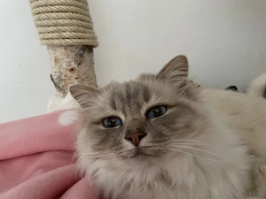 Heillige Birma Katze