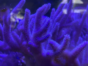Fingerlederkoralle Ableger