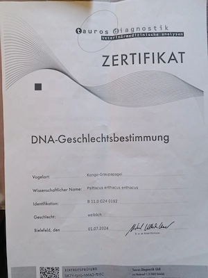  Gesunde Graupapagei Henne in gute Hände abzugeben