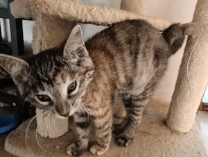 Kitten Kätzchen Glückskatze
