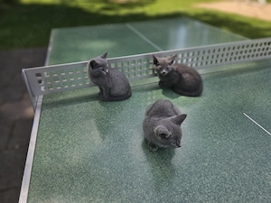 Russich blau Kitten 