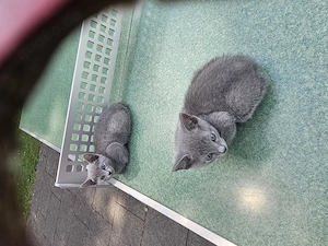 Russich blau Kitten  Bild 2