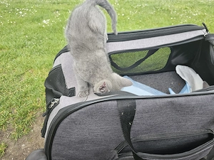 Russich blau Kitten  Bild 4