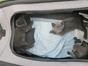 Russich blau Kitten  Bild 3