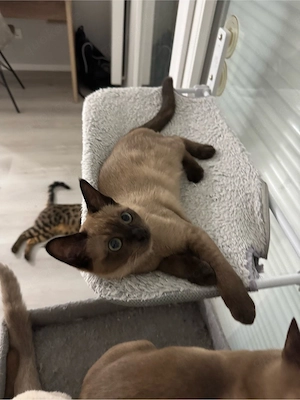 Burma heilige Birma Mix Kitten in Kuschelhände abzugeben