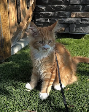 Weibliche Maine-Coon-Katze sucht ein neues Zuhause Bild 2