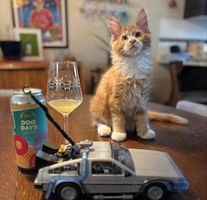 Weibliche Maine-Coon-Katze sucht ein neues Zuhause Bild 3