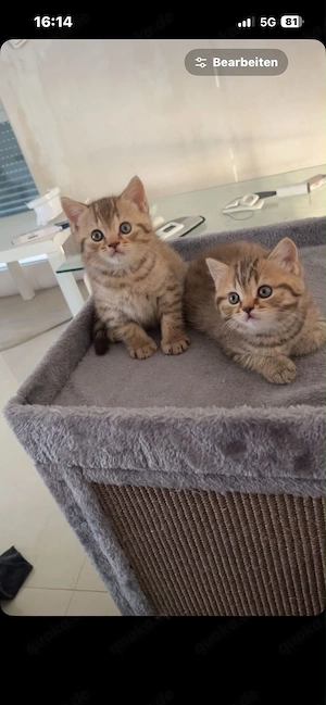 BKH Kitten abgabebereit  