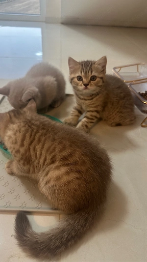 BKH britisch kurzhaar Kitten 