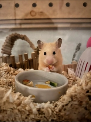 coco (gold hamster) sucht ein liebes für immer zuhause terrarium + Zubehör 