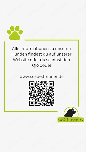 Izaro, Wuschelbär zum Liebhaben Bild 7