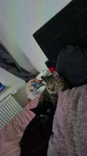 Bali und Arlo