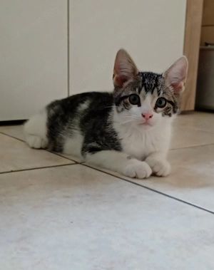 Kitten suchen ein liebevolles Zuhause 