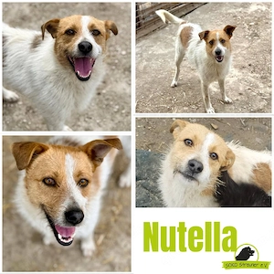Nutella möchte Herzenshund werden