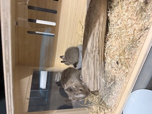 Zwei Degu Mädchen abzugeben 