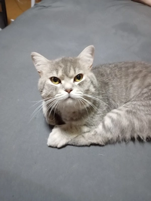 BKH kater 1jahre