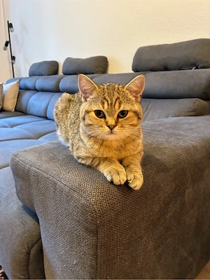 Wunderschöner Britisch Kurzhaar Kater (Black Tabby) sucht ein liebevolles Zuhause