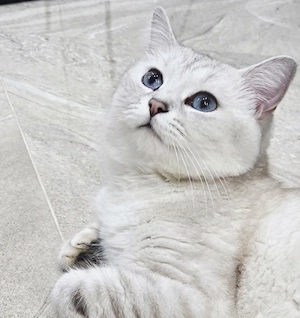 Deckkater BKH  Bild 3