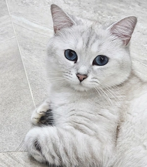 Deckkater BKH  Bild 4