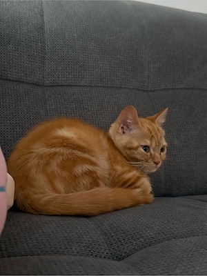BKH Perser mix Kitten (Britisch kurzhaar)
