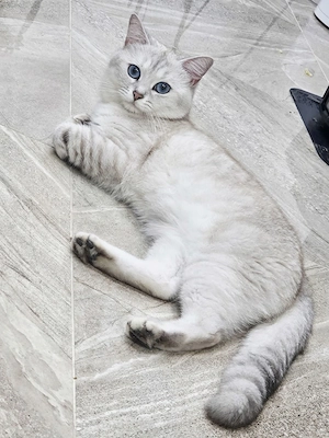 Deckkater BKH 