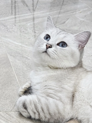 Deckkater BKH  Bild 5