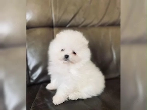 Süßer weißer Zwergspitz Pomeranian