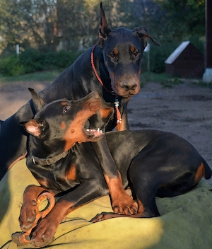 Wunderschöne Dobermann-Welpen   Abgabeberei