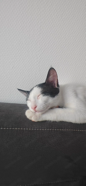 Katze 5 Monate Alt Bild 2