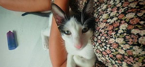Katze 5 Monate Alt Bild 3