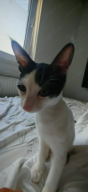 Katze 5 Monate Alt