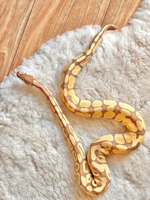 Männlicher Königspython   Coral Glow Yellow Belly, 100 % het Clown