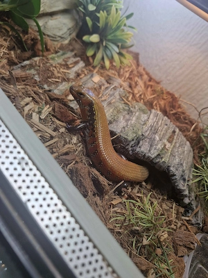 Feuer skink (Lepidothyris fernandi)
