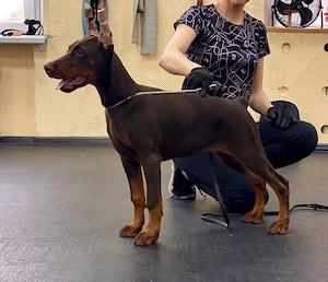 Reinrassige Dobermann-Welpen mit Ahnenpass