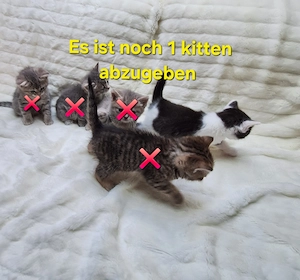  Wunderschöne BKH-Perser Mix Kitten abzugeben