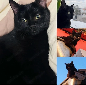 Katze Heilige Birma   Europäisch Kurzhaar