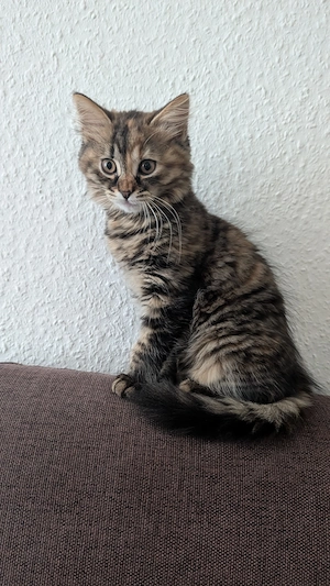 Wunderschönes, verspieltes Katzenmädchen sucht ein liebevolles Zuhause!