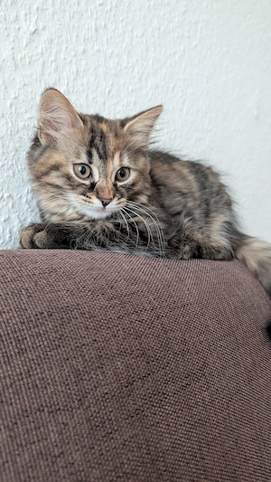 Wunderschönes, verspieltes Katzenmädchen sucht ein liebevolles Zuhause! Bild 3