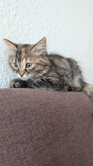 Wunderschönes, verspieltes Katzenmädchen sucht ein liebevolles Zuhause! Bild 4
