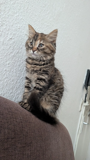Wunderschönes, verspieltes Katzenmädchen sucht ein liebevolles Zuhause! Bild 2
