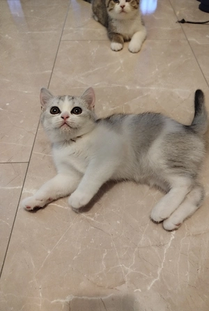 BKH Kitten 