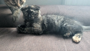 Wunderschönes, verspieltes Katzenmädchen sucht ein liebevolles Zuhause! Bild 2