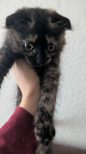 Wunderschönes, verspieltes Katzenmädchen sucht ein liebevolles Zuhause! Bild 3