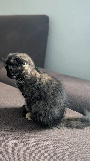 Wunderschönes, verspieltes Katzenmädchen sucht ein liebevolles Zuhause!