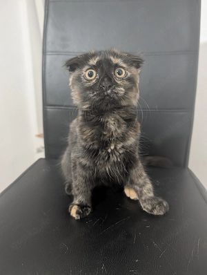 Wunderschönes, verspieltes Katzenmädchen sucht ein liebevolles Zuhause! Bild 4