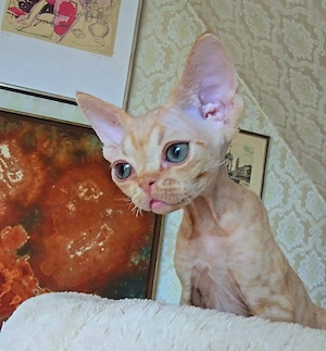 Süßes hübsches Kätzchen Dobby sucht ein neues liebevolles Zuhause für immer!