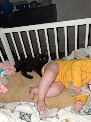 1 schwarze kitten zu verkaufen 