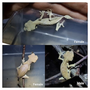 1.2 Uroplatus ebenaui 